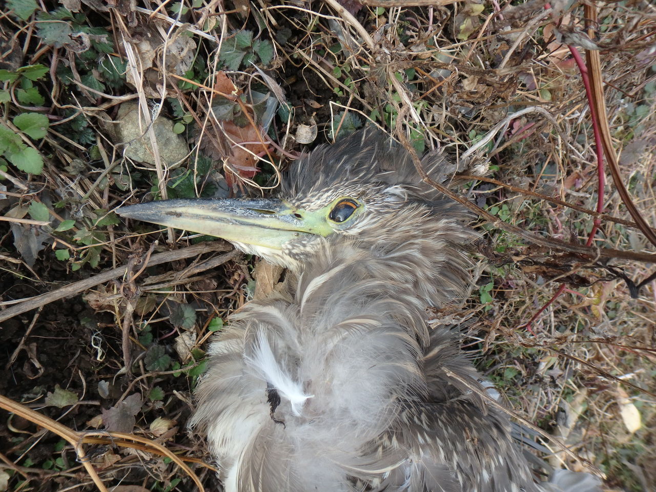 ゴイサギ(幼鳥)の剥製