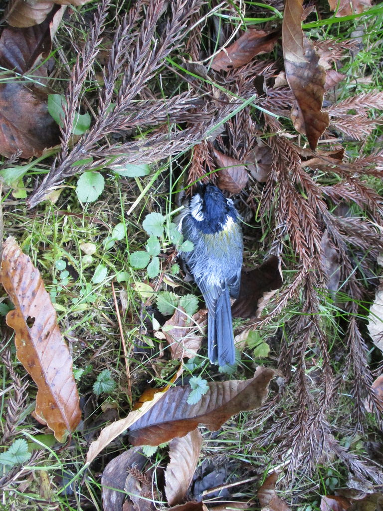 すべての花の画像 綺麗なシジュウカラ 寿命 すべての花の画像 綺麗なシジュウカラ 寿命