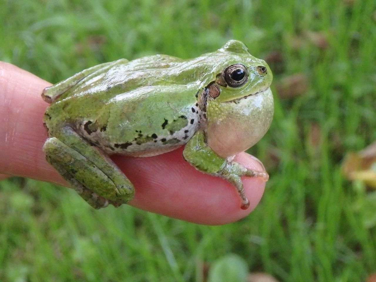 鳴のうを膨らませたアマガエル 大小迫 つむぎの家