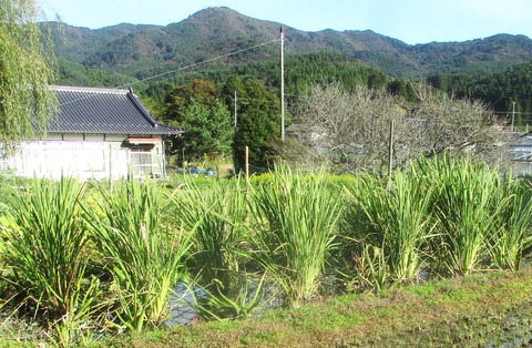 Otamaさん専用　マコモ苗　150株　① Otamaさん専用 マコモ苗 150株 ① 楽天市場】マコモ 苗の通販