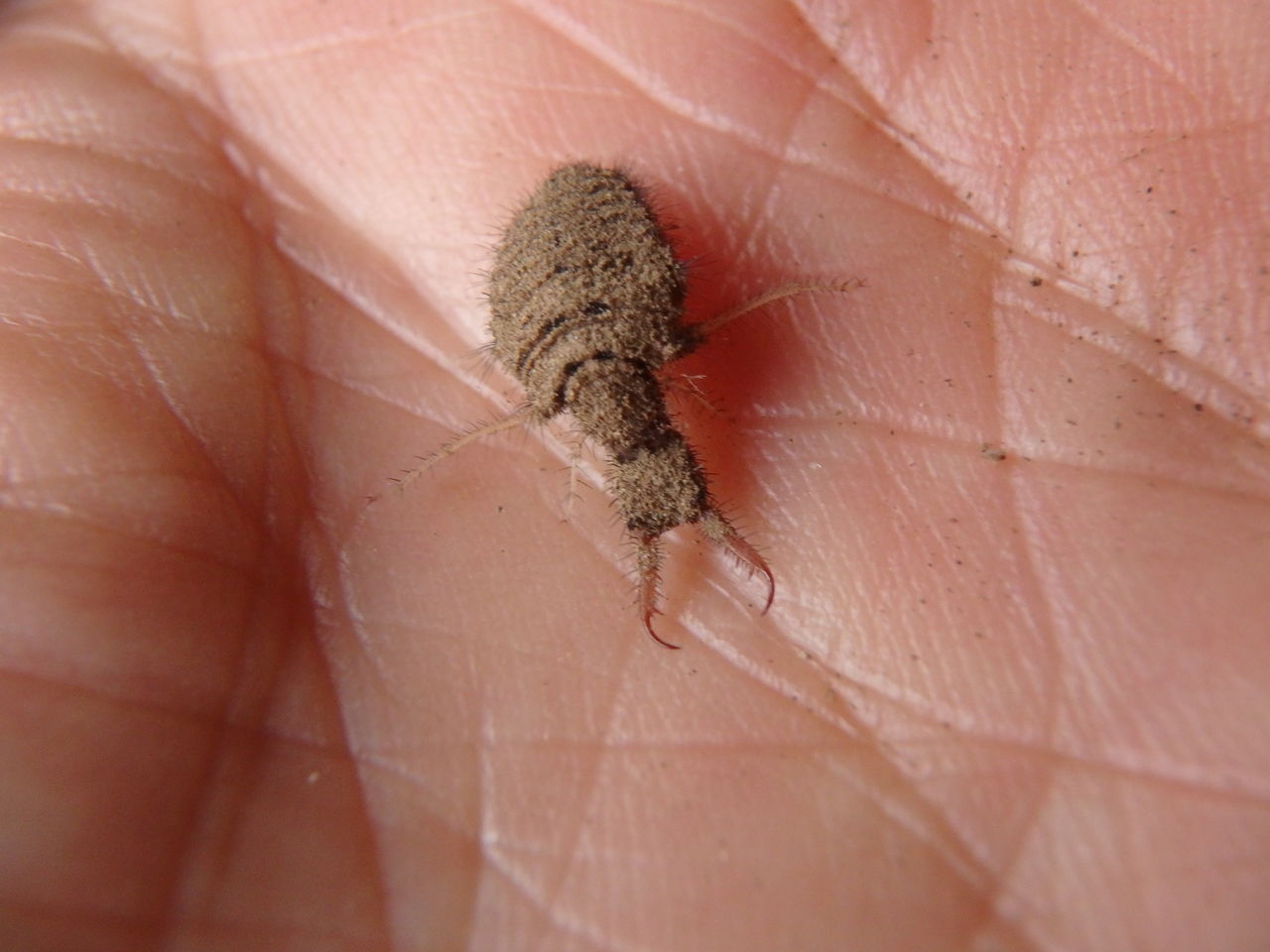 家の中に舞い込んできたウスバカゲロウ 大小迫 つむぎの家