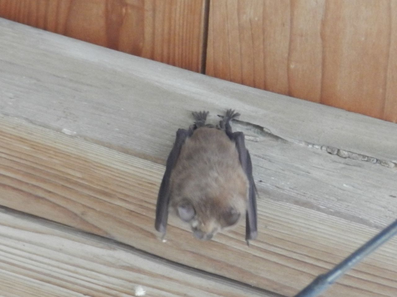 長屋にいた キクガシラコウモリ 大小迫 つむぎの家 長屋にいた キクガシラコウモリ 大小迫 つむぎの家