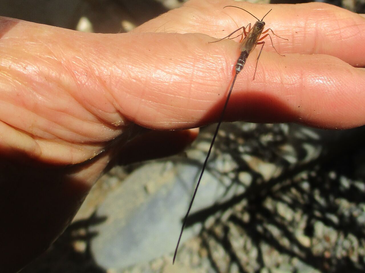 晩秋の虫 大小迫 つむぎの家 晩秋の虫 大小迫 つむぎの家