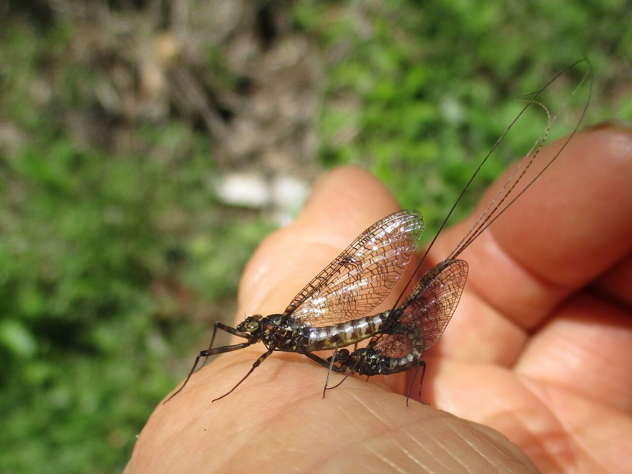 はかない命の輝き カゲロウ 大小迫 つむぎの家