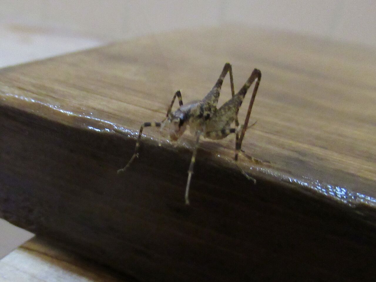 招かざる客 マダラカマドウマ 大小迫 つむぎの家 招かざる客 マダラカマドウマ 大小迫 つむぎの家