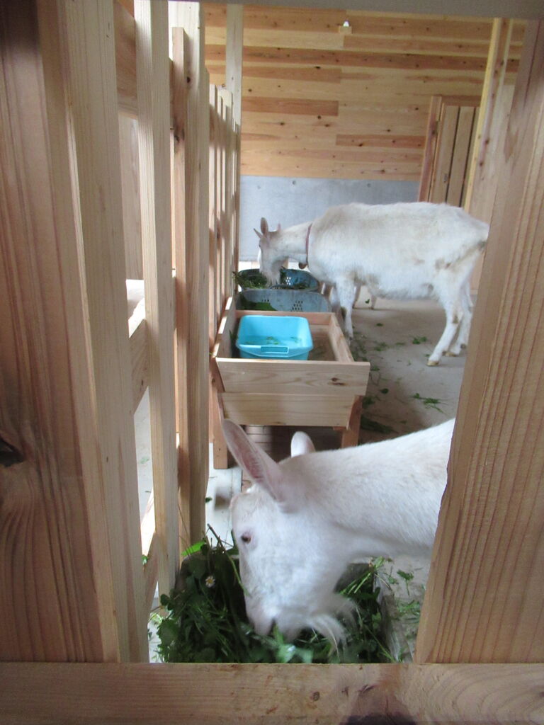 新しいヤギ小屋に移ったユキ家族 大小迫 つむぎの家