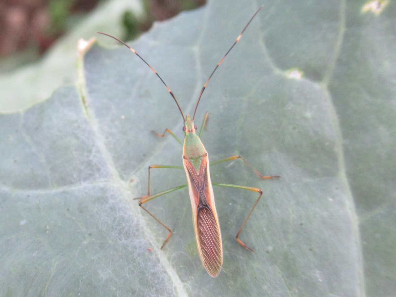 稲刈り終了 稲の害虫 クモヘリカメムシ大発生 大小迫 つむぎの家