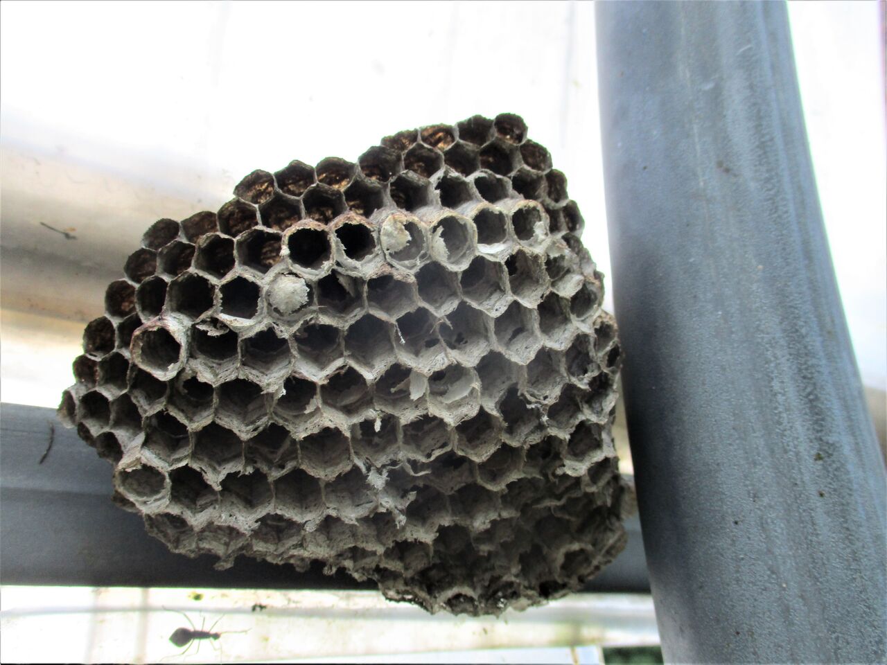 営巣を終えたキアシナガバチ 大小迫 つむぎの家