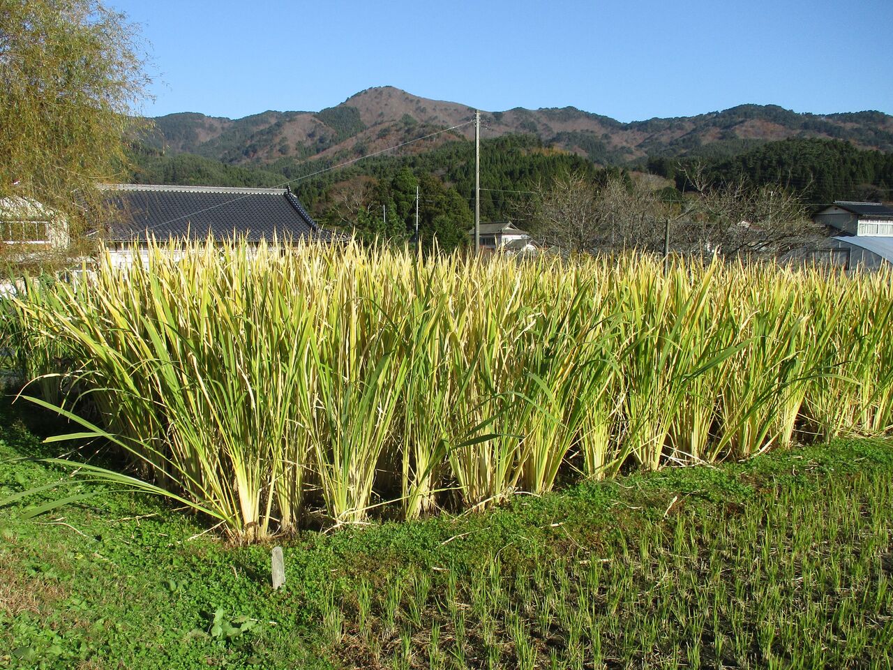 失敗に終わった「マコモダケ」栽培 : 大小迫 つむぎの家 失敗に終わった「マコモダケ」栽培 : 大小迫 つむぎの家