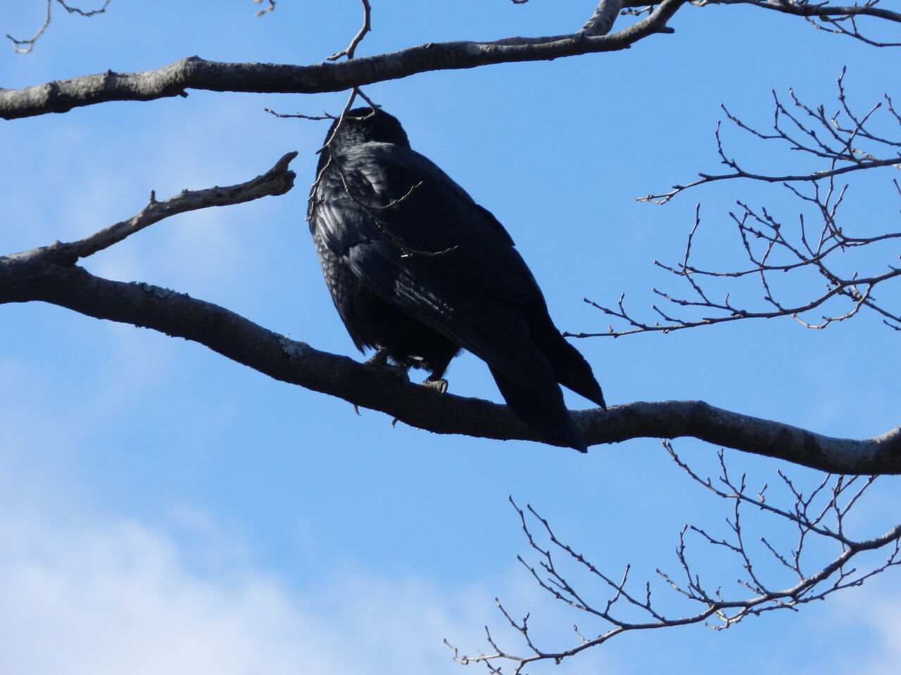 身近な野鳥 カラス 大小迫 つむぎの家