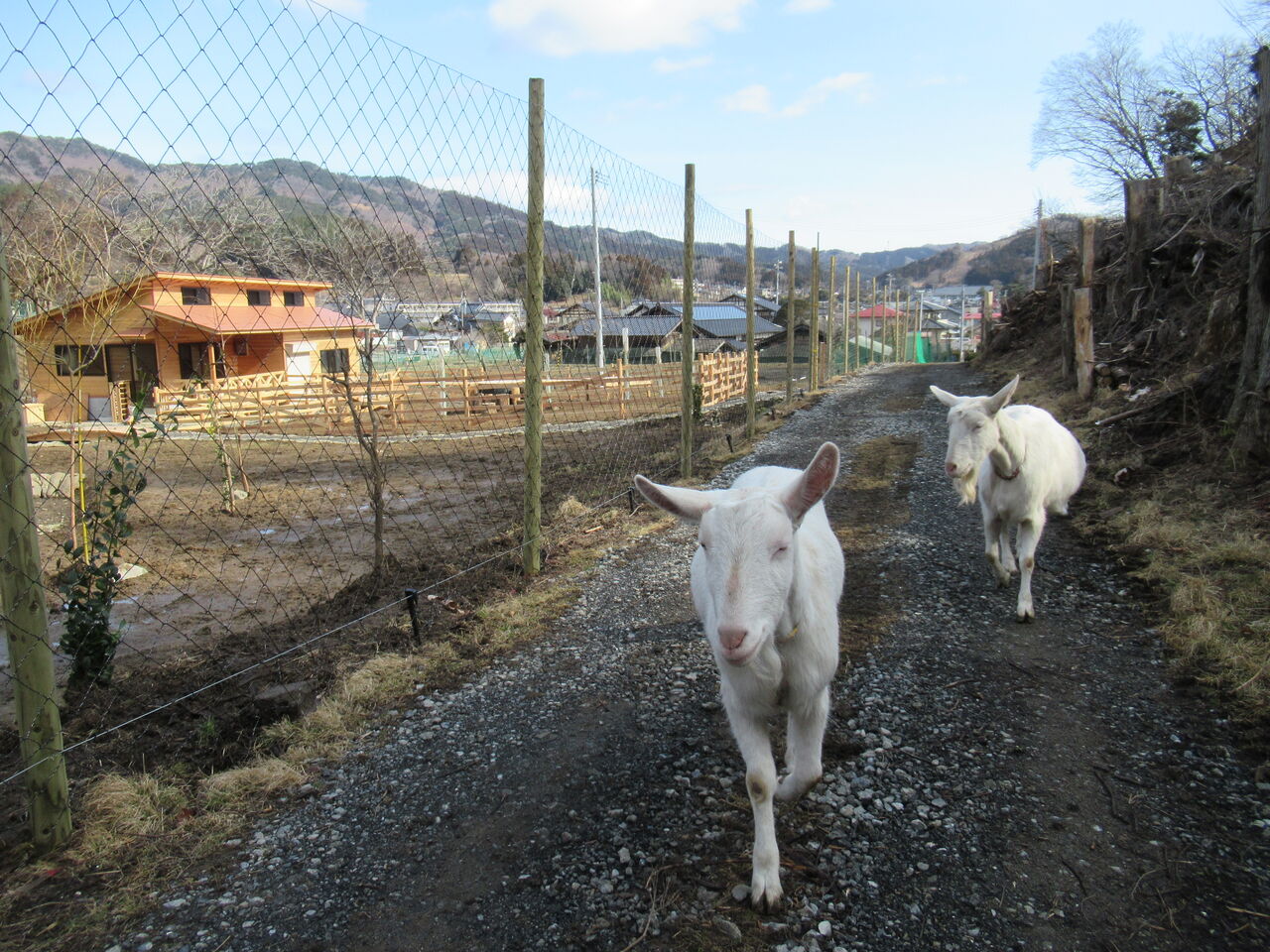 念願のヤギ小屋が完成 大小迫 つむぎの家