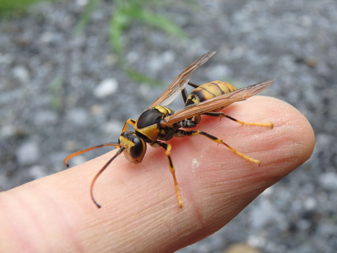 身近なハチ キアシナガバチ 大小迫 つむぎの家 身近なハチ キアシナガバチ 大小迫 つむぎの家