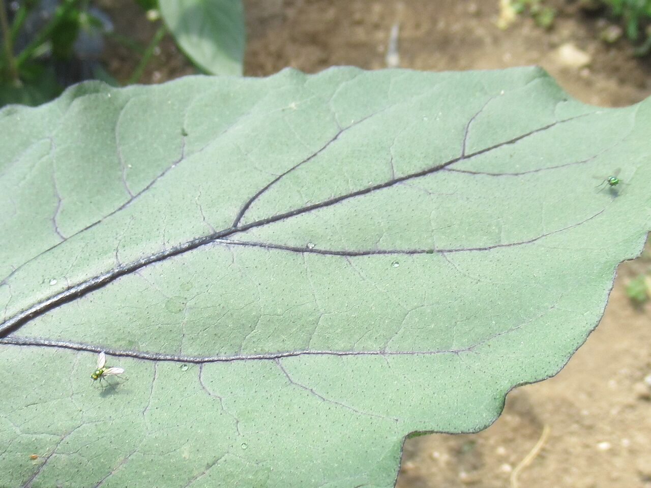 アシナガバエの活躍 大小迫 つむぎの家