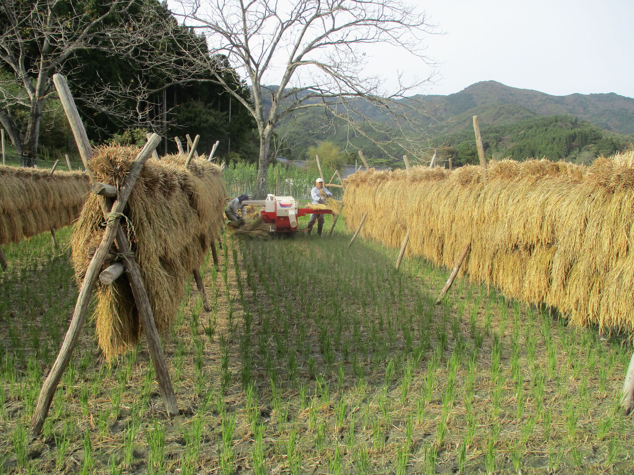 令和3年 自然乾燥した稲の脱穀 終える 大小迫 つむぎの家