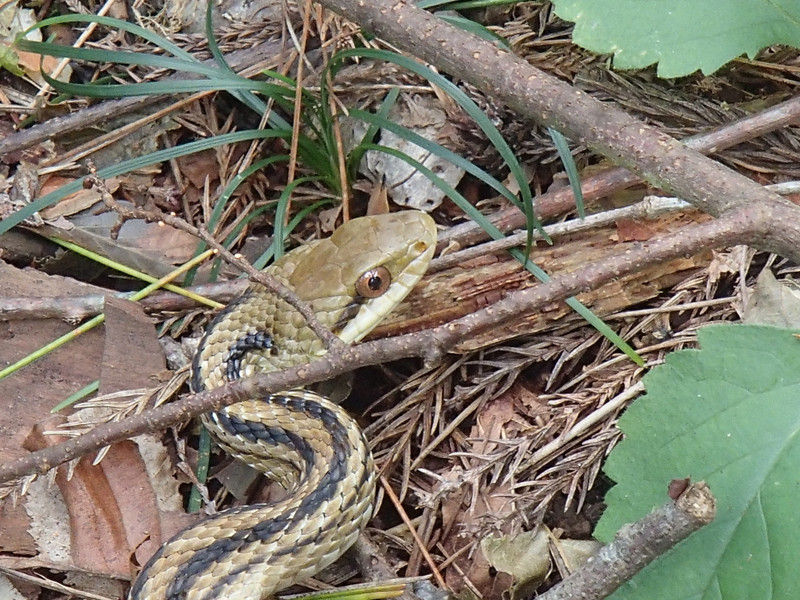 シマヘビの攻撃 大小迫 つむぎの家 シマヘビの攻撃 大小迫 つむぎの家