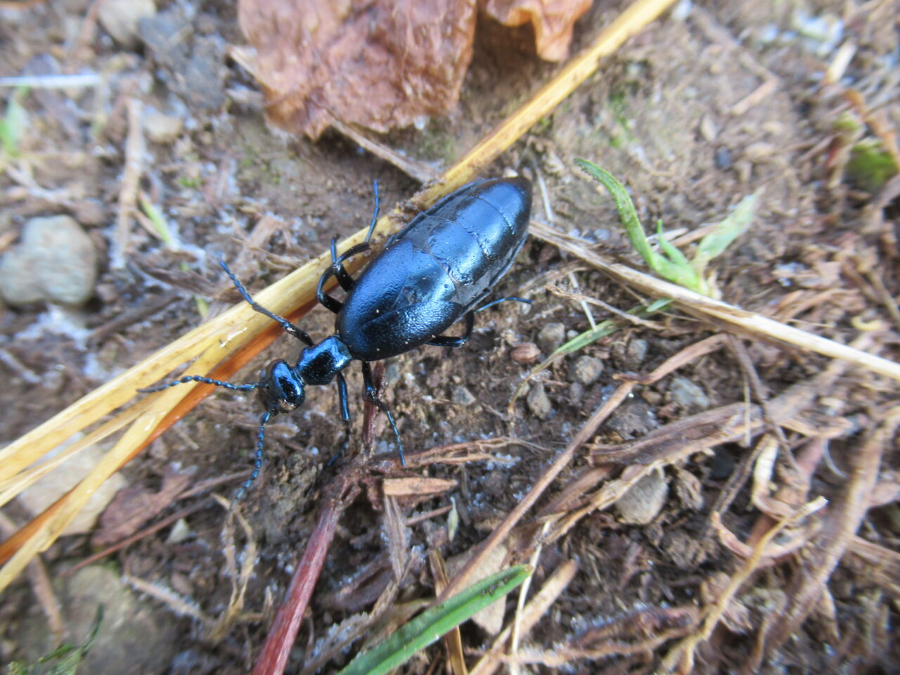 師走の昆虫 ヒメツチハンミョウ 大小迫 つむぎの家