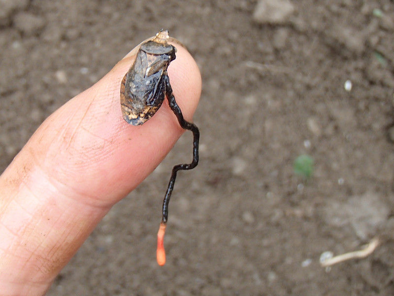 冬虫夏草 カメムシタケ 大小迫 つむぎの家