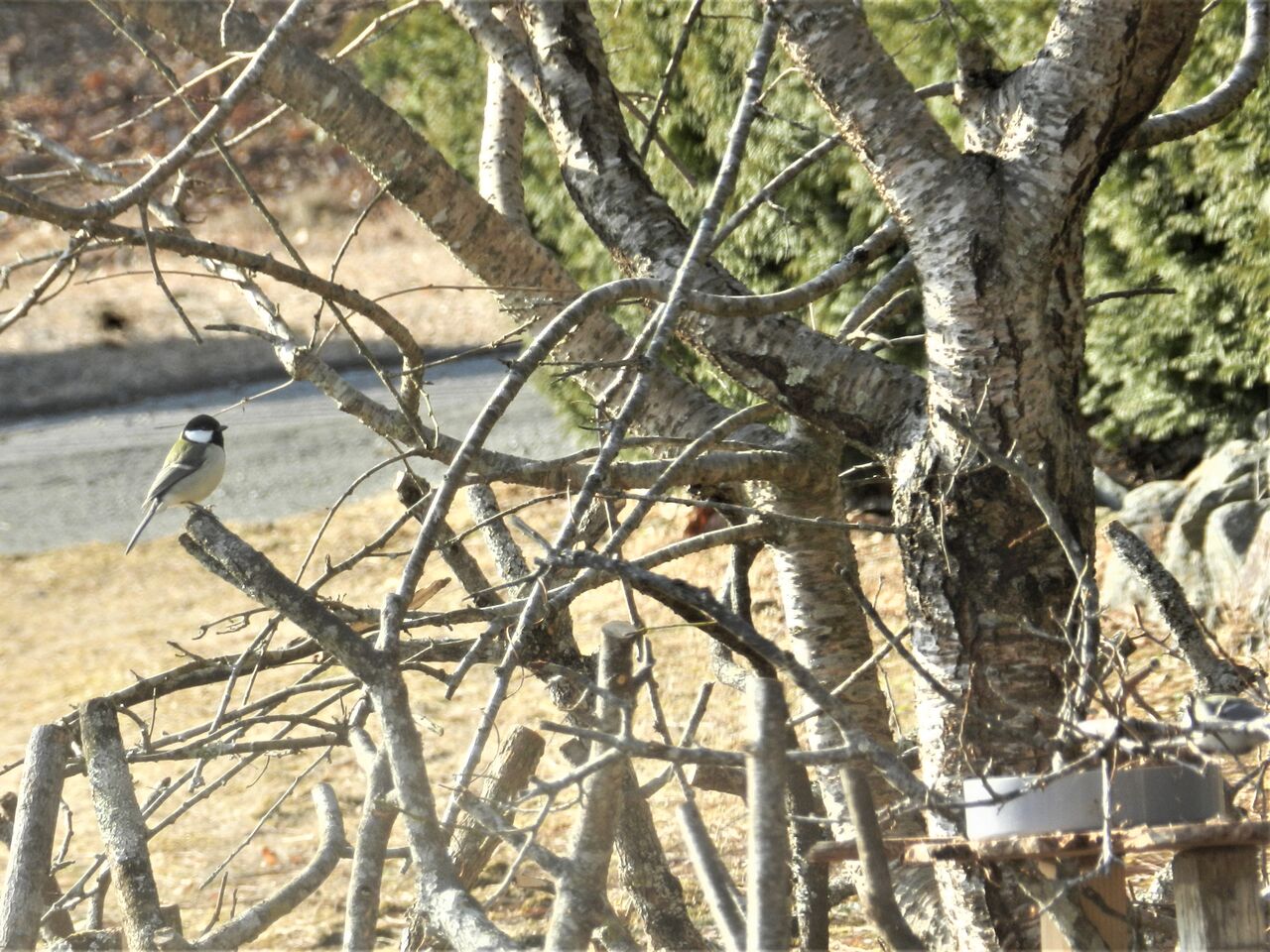 エサ台にやってきた野鳥 大小迫 つむぎの家