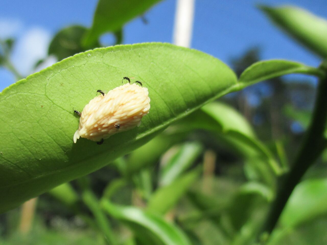 アブの産卵と寄生バチ 大小迫 つむぎの家