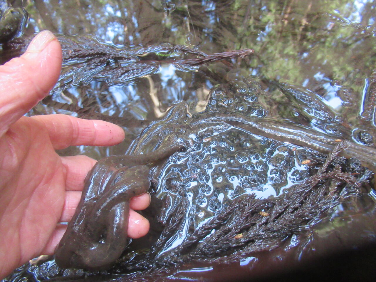 両生類の産卵 ヒキガエル アカガエル サンショウウオ 大小迫 つむぎの家 両生類の産卵 ヒキガエル アカガエル サンショウウオ 大小迫 つむぎの家
