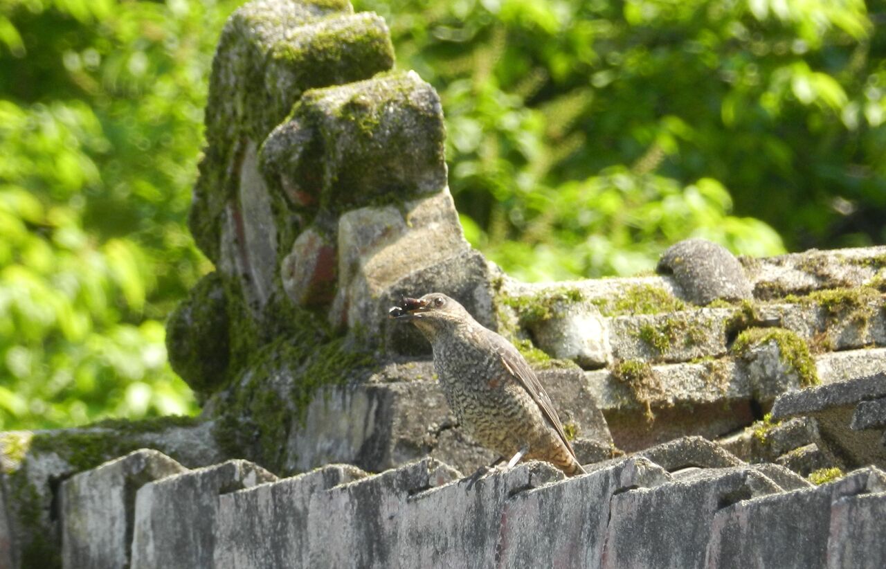 いそひよどり様ご確認用です(イソヒヨドリの特徴、分布、生態 いそひよどり様ご確認用です(イソヒヨドリの特徴、分布、生態