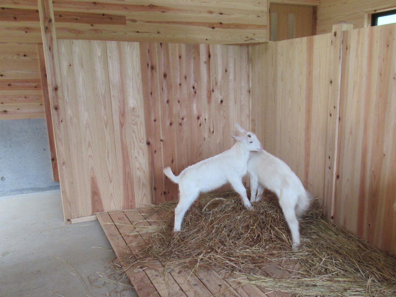新しいヤギ小屋に移ったユキ家族 大小迫 つむぎの家