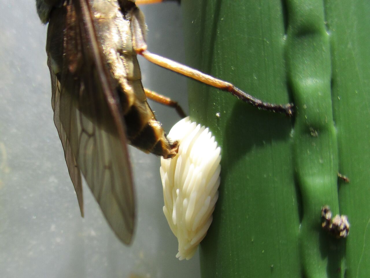 アブの産卵と寄生バチ 大小迫 つむぎの家