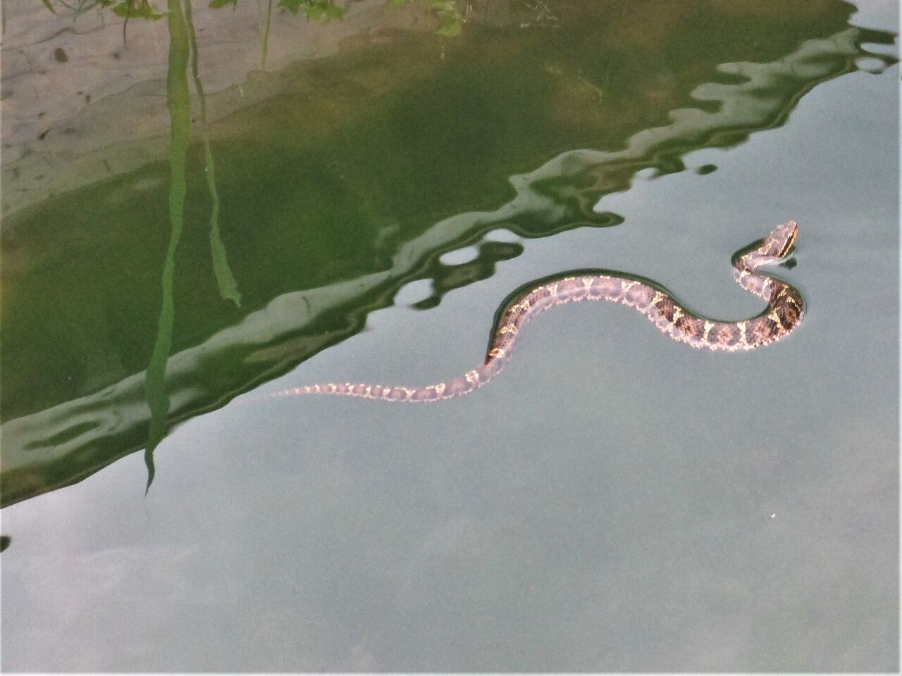初めて目にした赤マムシ 大小迫 つむぎの家
