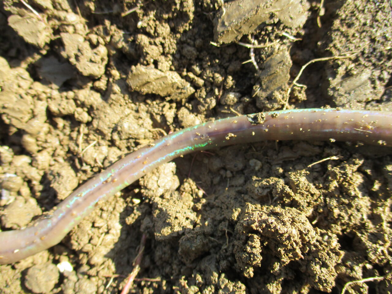 昆虫 大小迫 つむぎの家