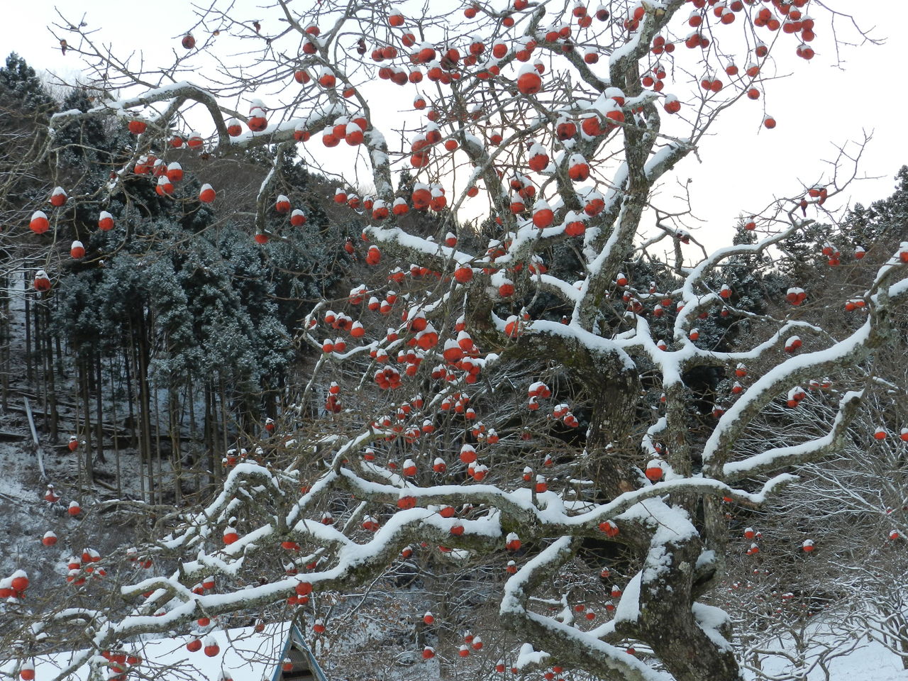 里山の雪景色 大小迫 つむぎの家