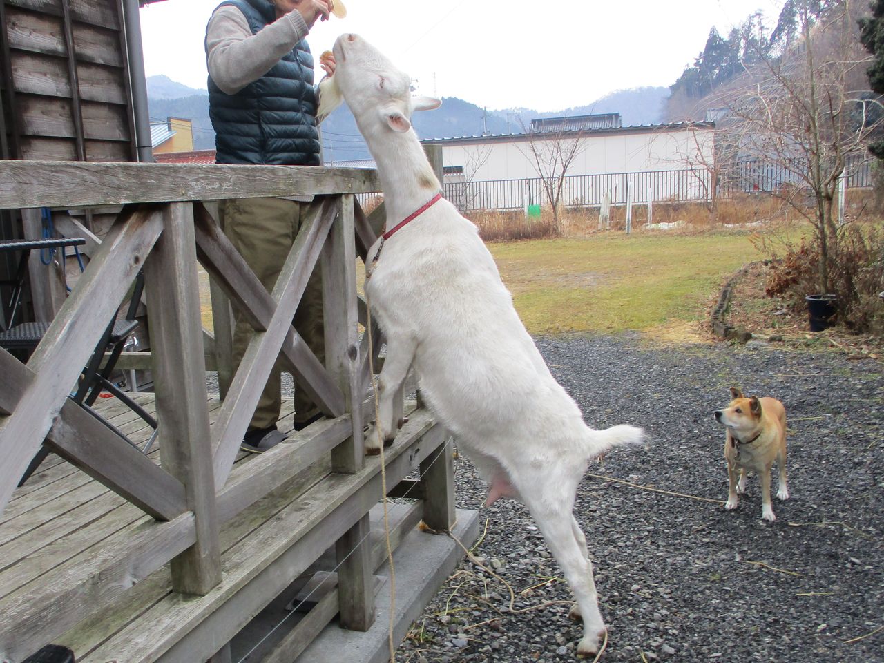 つむぎの家の家族 犬のヤマトとヤギのユキ 大小迫 つむぎの家