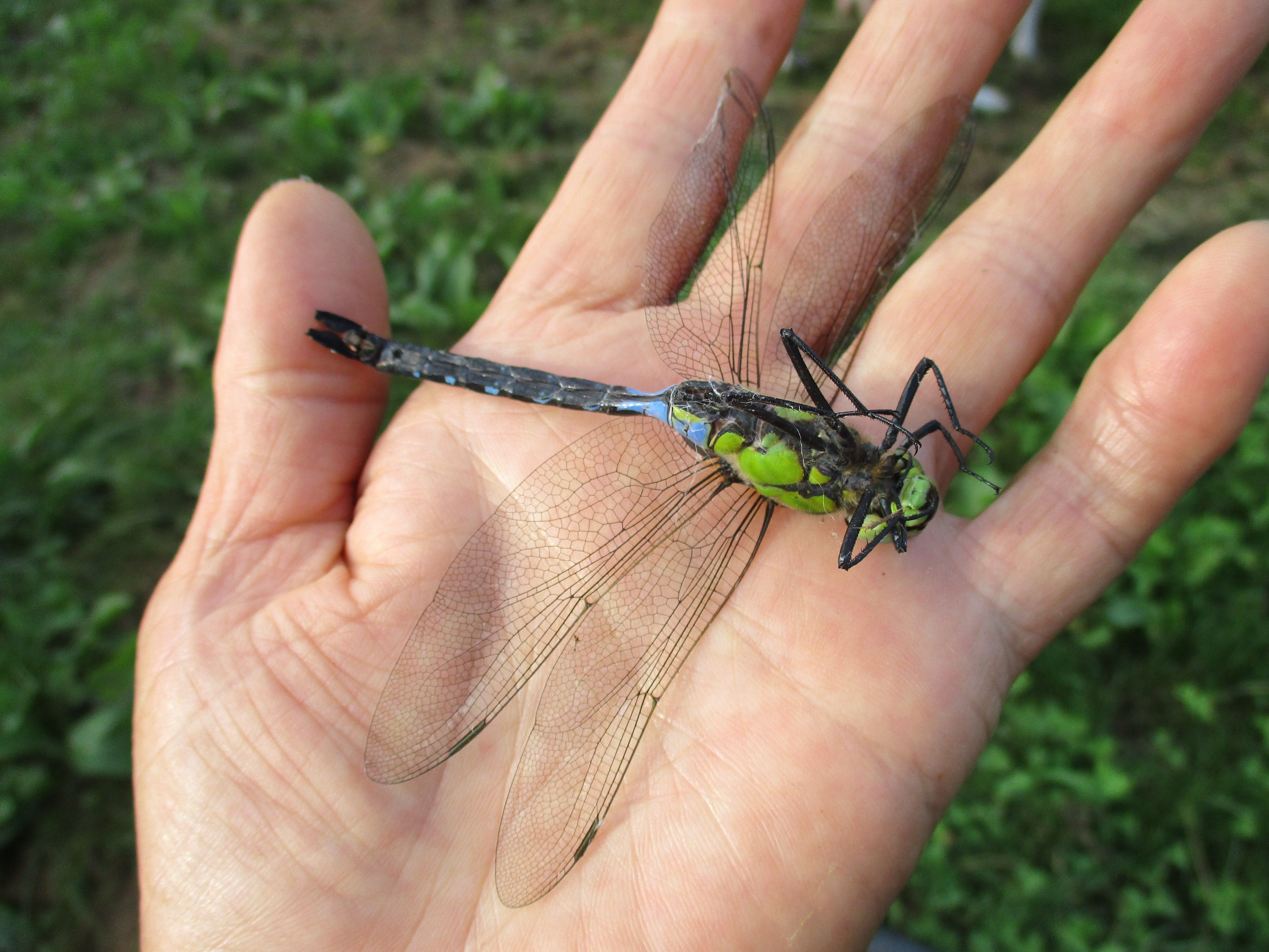 ヤンマ科 クロスジギンヤンマ 大小迫 つむぎの家