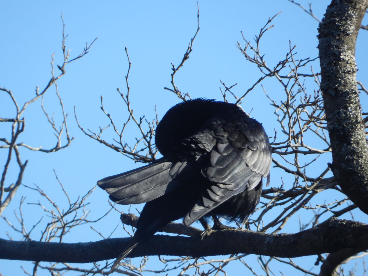 ハシボソカラスの毛づくろい 大小迫 つむぎの家