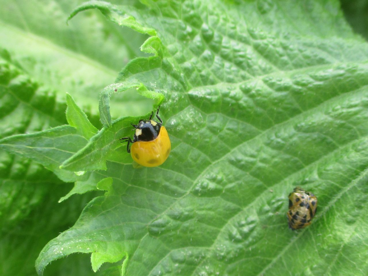 昆虫 大小迫 つむぎの家 昆虫 大小迫 つむぎの家