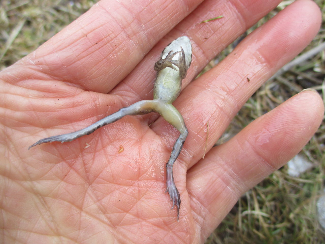 目覚めたヤマアカガエル 大小迫 つむぎの家