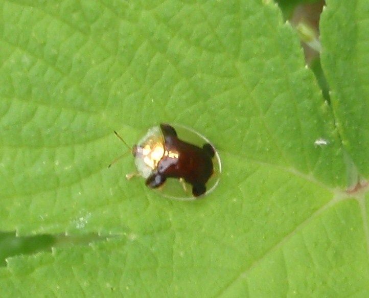 美しい虫 毒のある虫 大小迫 つむぎの家 美しい虫 毒のある虫 大小迫 つむぎの家