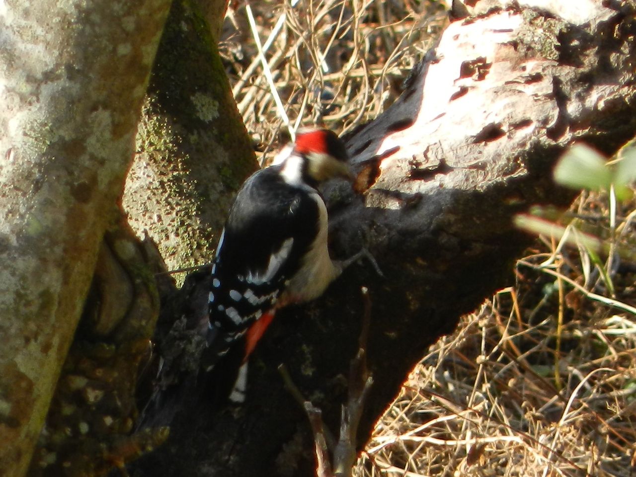 テッポウムシを食べるアカゲラ 大小迫 つむぎの家