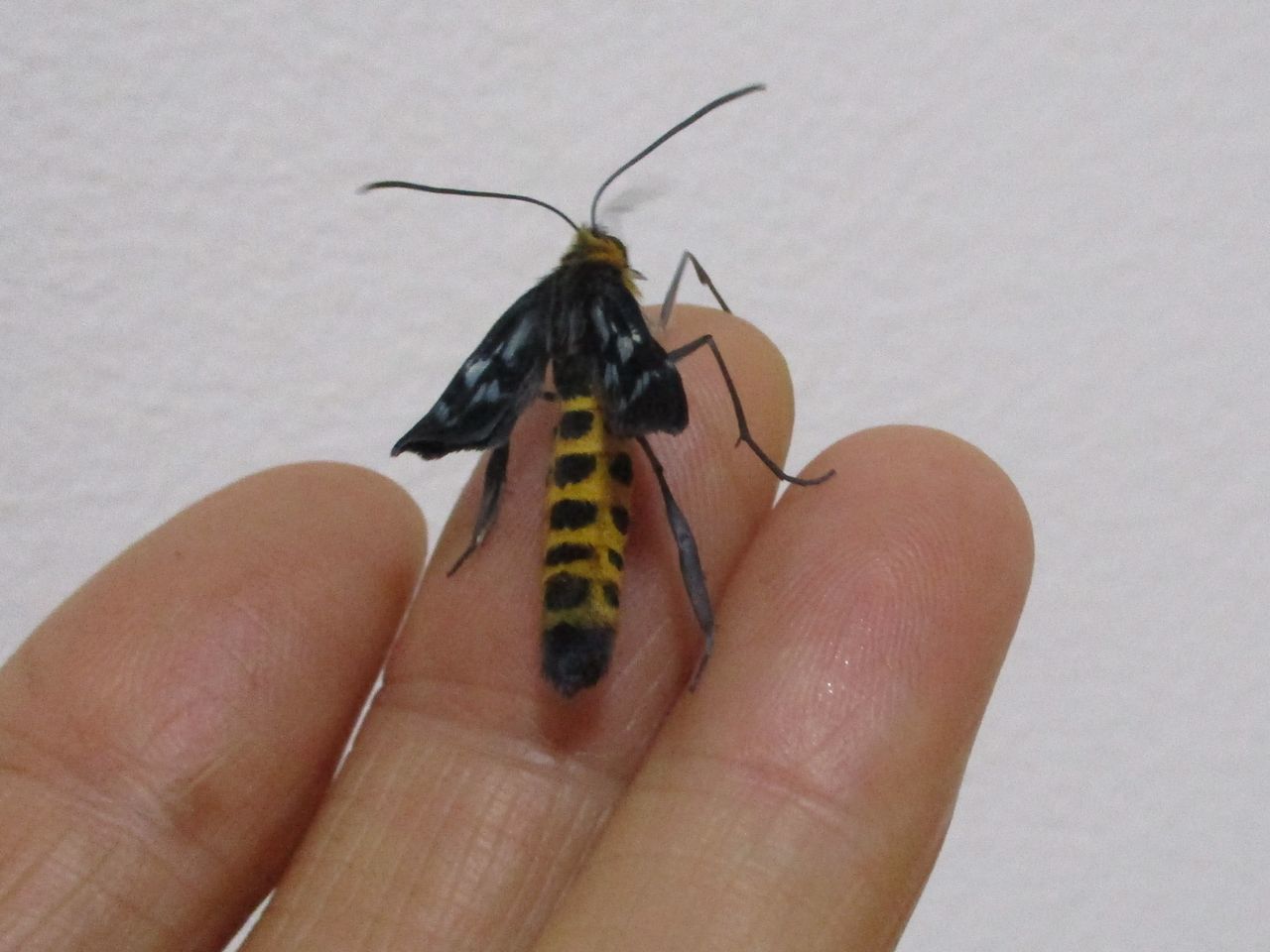 トンボエダシャク 幼虫 成虫 大小迫 つむぎの家 トンボエダシャク 幼虫 成虫 大小迫 つむぎの家