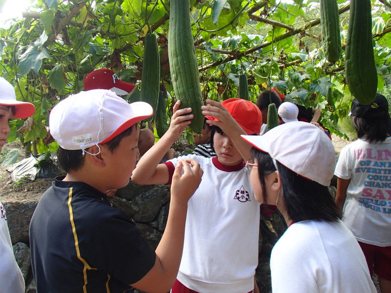 ヘチマと植樹の観察 五感を使って自然を観る 大小迫 つむぎの家