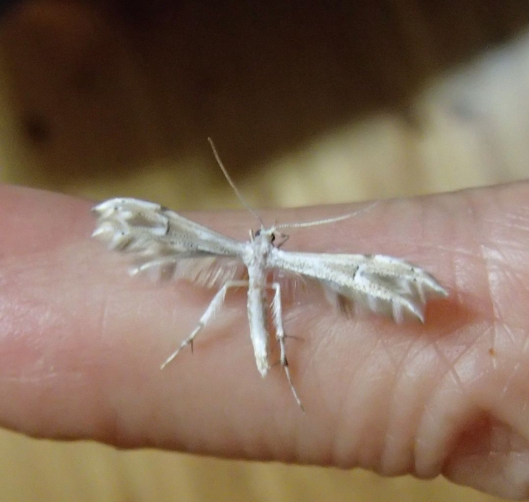 白鷗【小鳥＝羽虫無心】肉質画 本物みたい」だけが虫アートの魅力ではない。『INSECTS』（後編