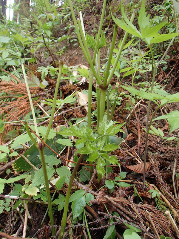 毒草を食べる サラシナショウマ 大小迫 つむぎの家