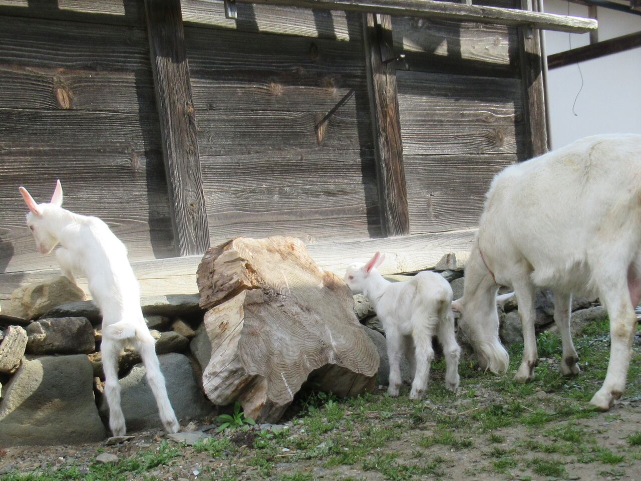 子ヤギの成長ー第5報ー 大小迫 つむぎの家