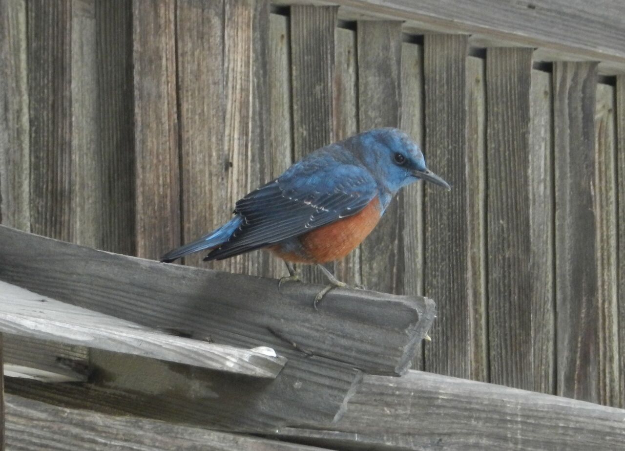 つむぎの家の住人 イソヒヨドリ 大小迫 つむぎの家