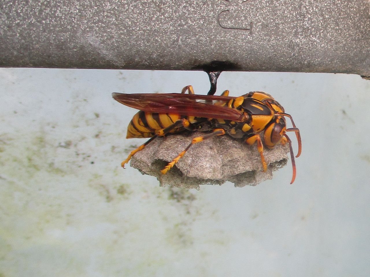 キアシナガバチの巣作り その５ 大小迫 つむぎの家