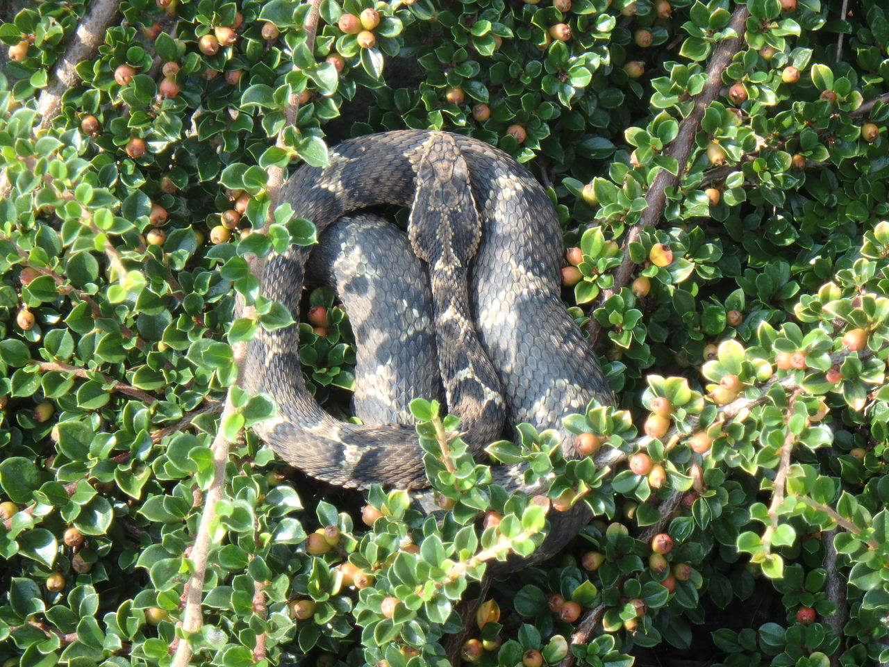 マムシの住処 大小迫 つむぎの家