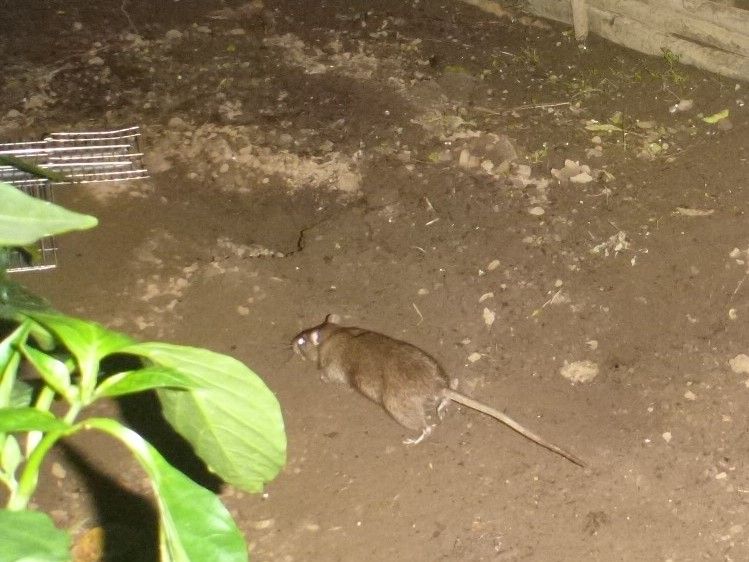 枝豆を食べた犯人は？「ドブネズミ」 : 大小迫 つむぎの家