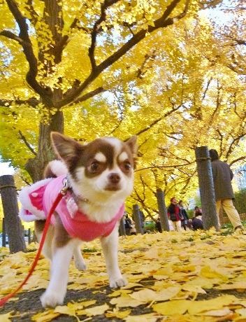 オススメ・おでかけ・レストラン