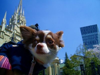 オススメ・おでかけ・レストラン