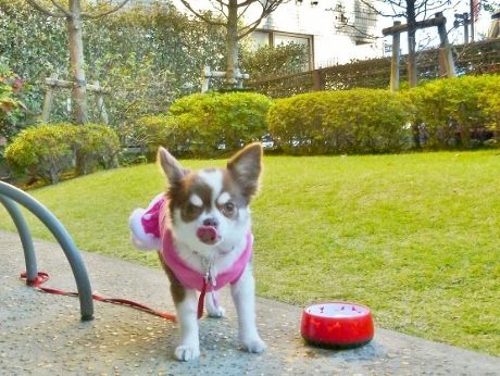 オススメ・おでかけ・レストラン