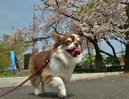 オススメ・おでかけ・レストラン